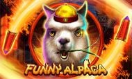 funny-alpaca